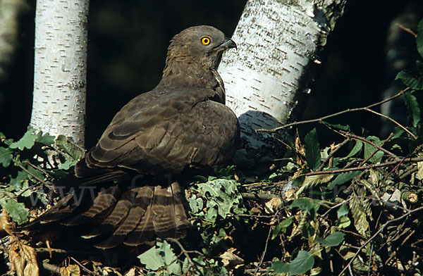 Wespenbussard (Pernis apivorus)