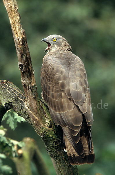 Wespenbussard (Pernis apivorus)