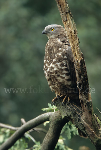 Wespenbussard (Pernis apivorus)