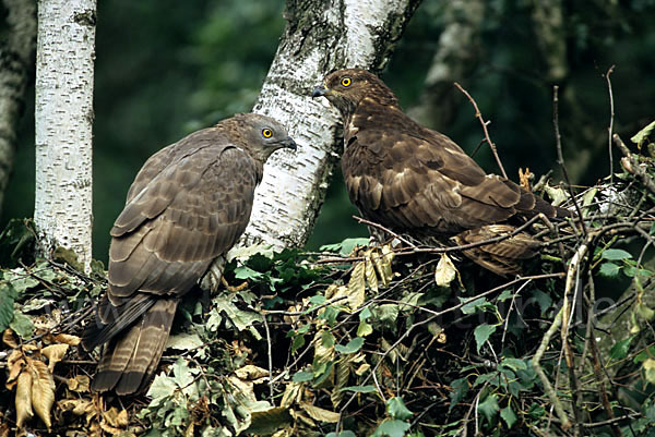 Wespenbussard (Pernis apivorus)