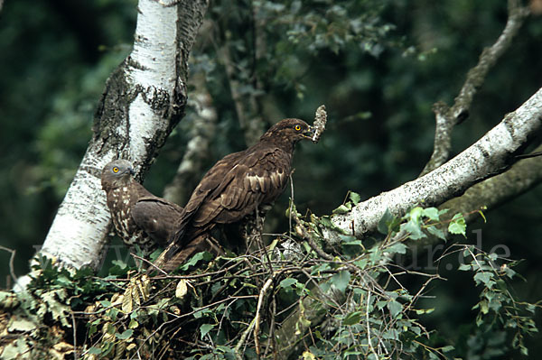 Wespenbussard (Pernis apivorus)