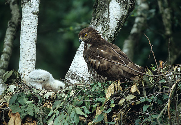 Wespenbussard (Pernis apivorus)