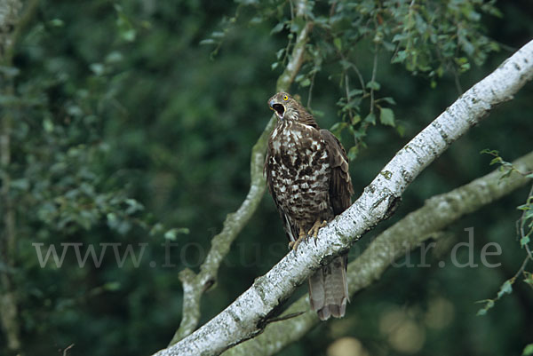 Wespenbussard (Pernis apivorus)