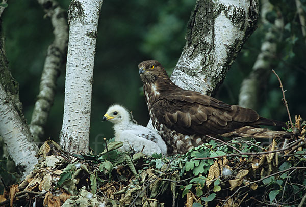 Wespenbussard (Pernis apivorus)