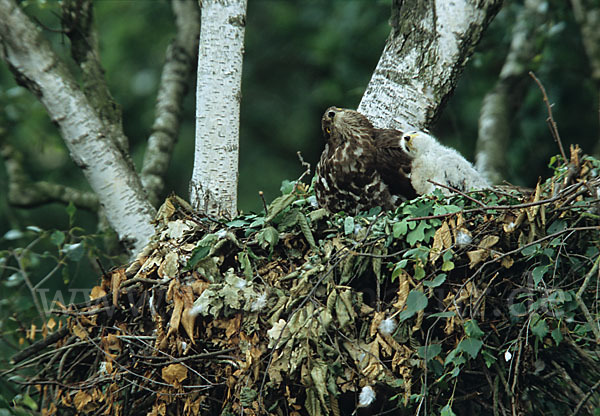 Wespenbussard (Pernis apivorus)