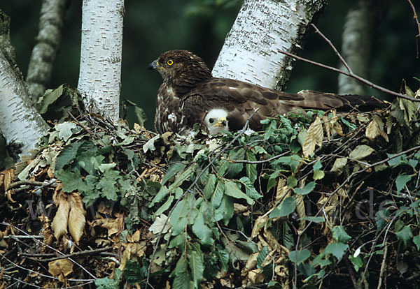 Wespenbussard (Pernis apivorus)