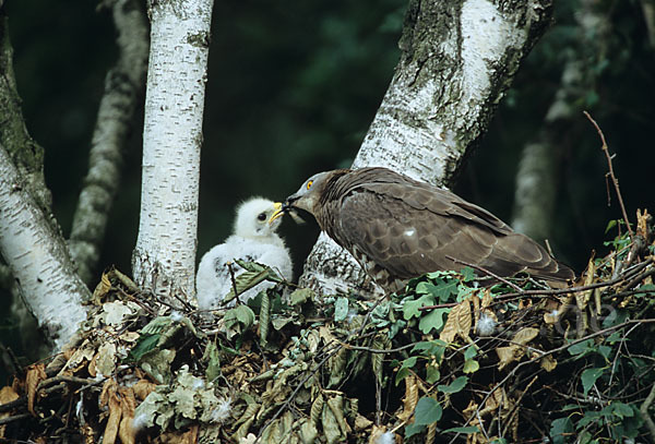 Wespenbussard (Pernis apivorus)