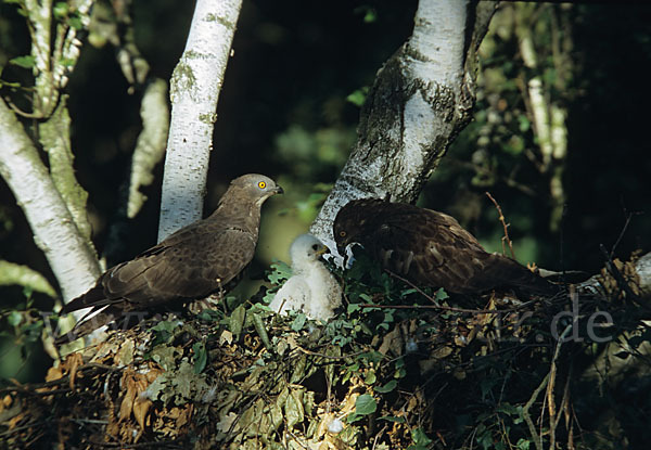 Wespenbussard (Pernis apivorus)