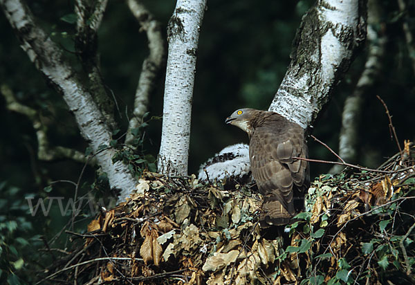 Wespenbussard (Pernis apivorus)