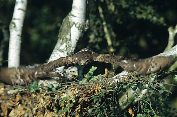 Wespenbussard (Pernis apivorus)