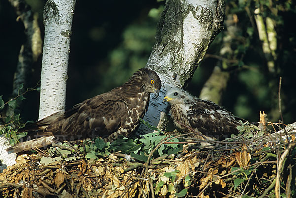 Wespenbussard (Pernis apivorus)