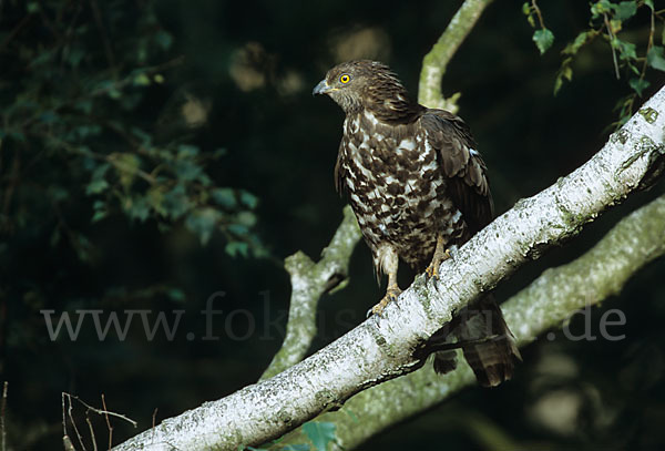 Wespenbussard (Pernis apivorus)