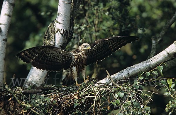 Wespenbussard (Pernis apivorus)