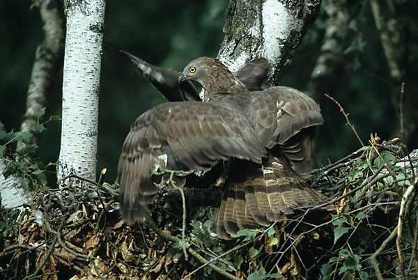 Wespenbussard (Pernis apivorus)