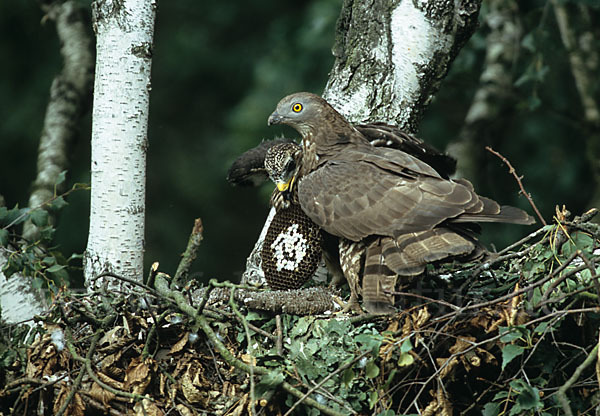 Wespenbussard (Pernis apivorus)