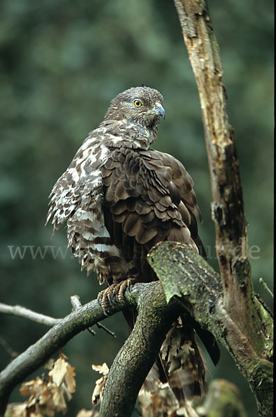 Wespenbussard (Pernis apivorus)