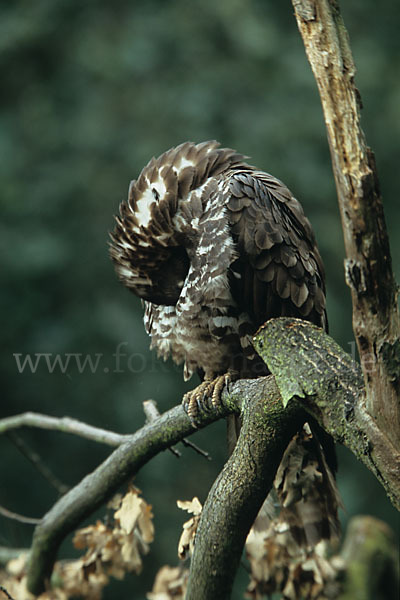 Wespenbussard (Pernis apivorus)