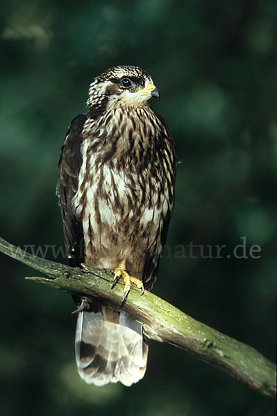 Wespenbussard (Pernis apivorus)