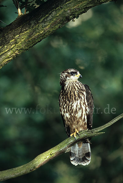 Wespenbussard (Pernis apivorus)