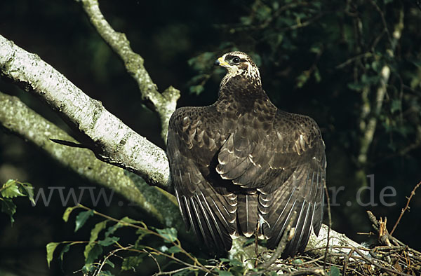 Wespenbussard (Pernis apivorus)