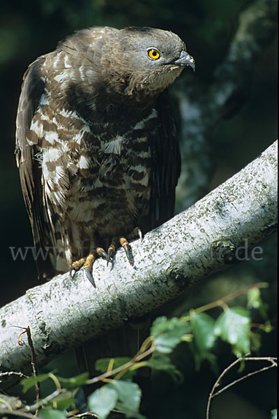 Wespenbussard (Pernis apivorus)