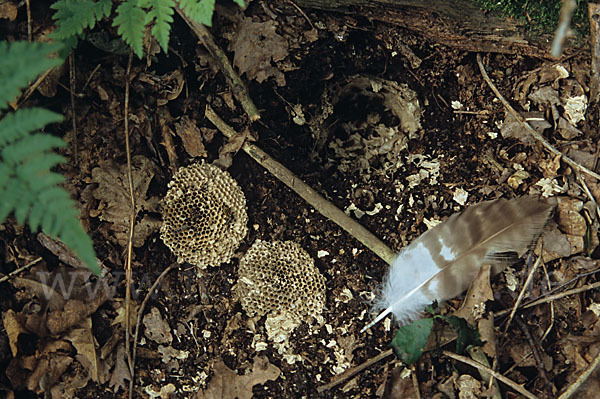 Wespenbussard (Pernis apivorus)