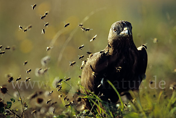 Wespenbussard (Pernis apivorus)