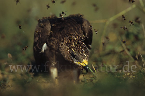 Wespenbussard (Pernis apivorus)