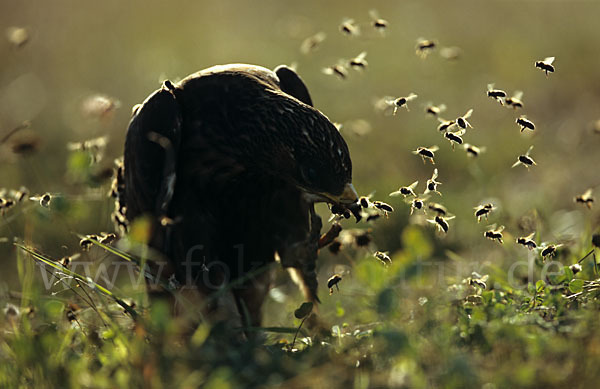 Wespenbussard (Pernis apivorus)