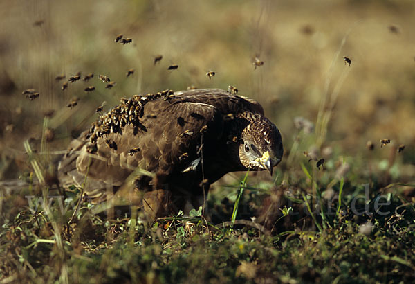 Wespenbussard (Pernis apivorus)