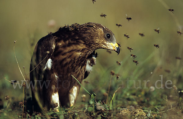 Wespenbussard (Pernis apivorus)