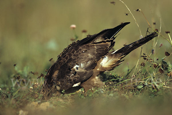 Wespenbussard (Pernis apivorus)