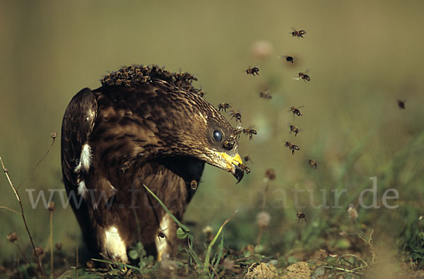 Wespenbussard (Pernis apivorus)