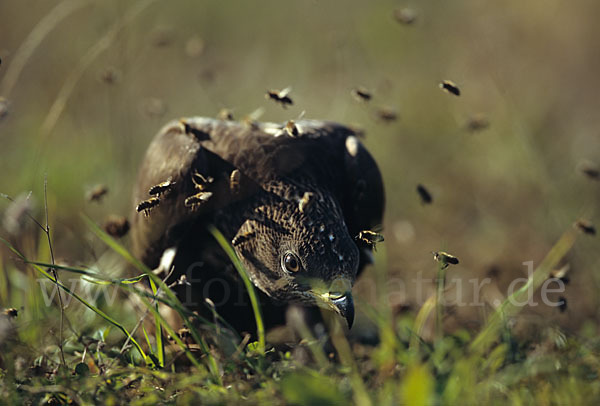 Wespenbussard (Pernis apivorus)