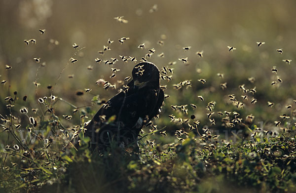 Wespenbussard (Pernis apivorus)