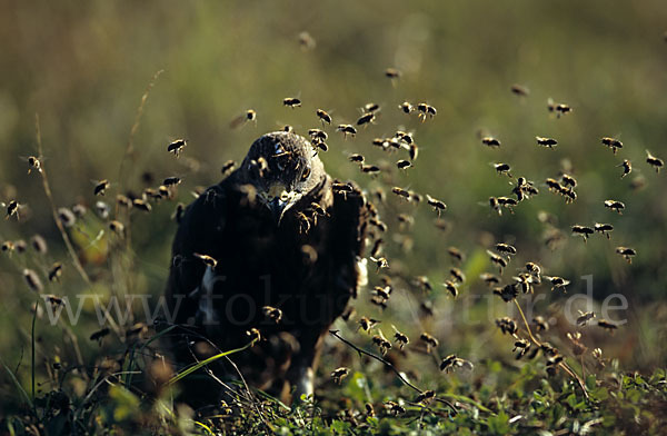 Wespenbussard (Pernis apivorus)