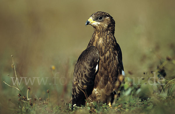 Wespenbussard (Pernis apivorus)