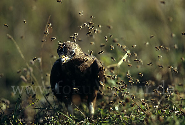 Wespenbussard (Pernis apivorus)