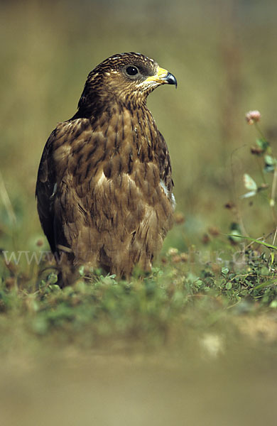 Wespenbussard (Pernis apivorus)