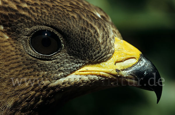 Wespenbussard (Pernis apivorus)