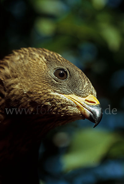 Wespenbussard (Pernis apivorus)