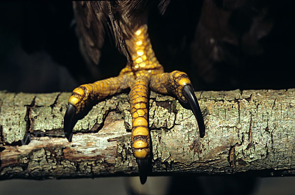 Wespenbussard (Pernis apivorus)
