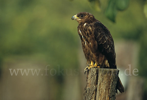 Wespenbussard (Pernis apivorus)