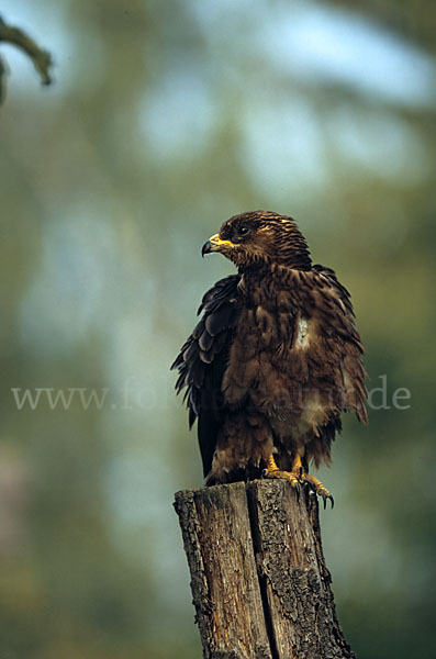 Wespenbussard (Pernis apivorus)