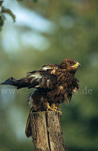 Wespenbussard (Pernis apivorus)