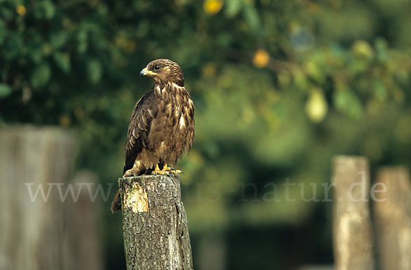 Wespenbussard (Pernis apivorus)