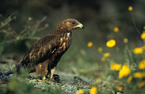 Wespenbussard (Pernis apivorus)