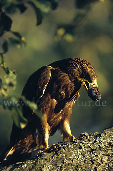 Wespenbussard (Pernis apivorus)