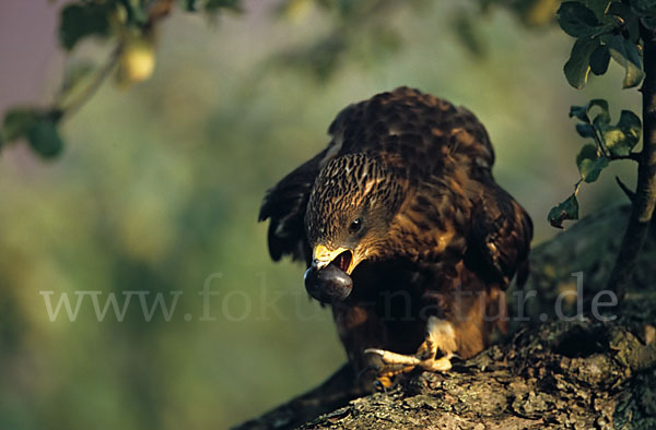 Wespenbussard (Pernis apivorus)