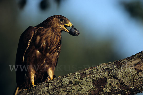 Wespenbussard (Pernis apivorus)